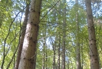 Blandet l&oslash;vskog og barskog i Romania