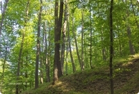 Decidous Forest in Romania