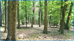 Region 01 - Lauvskog 1400 ha til salgs i Romania